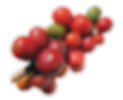 Red & Green Coffee Berries.png